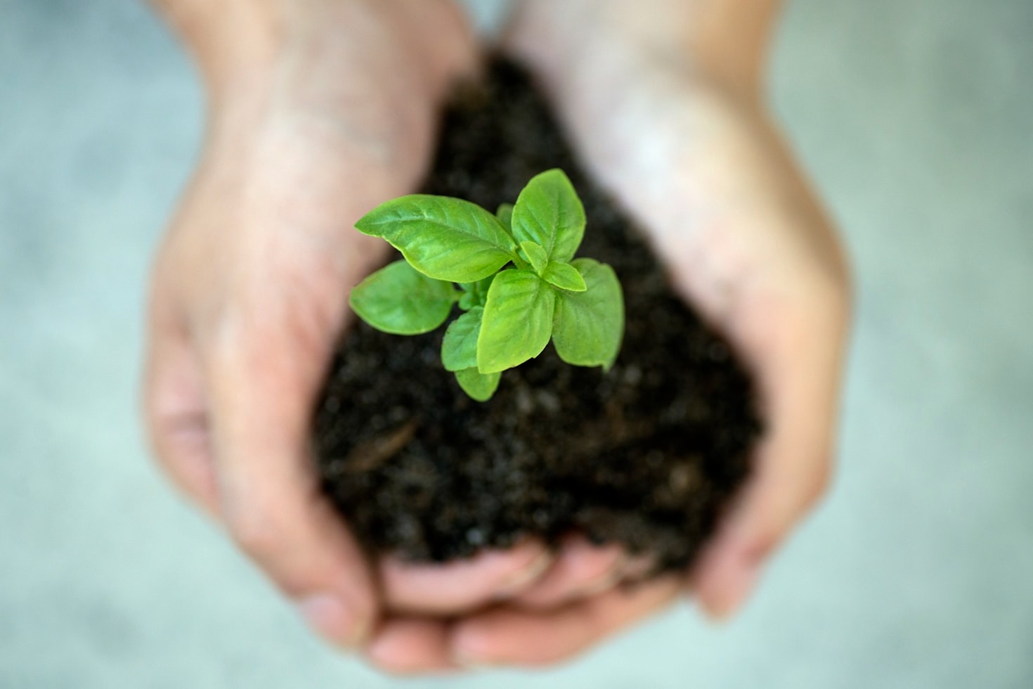 Soluções em nutrição vegetal para um futuro mais verde