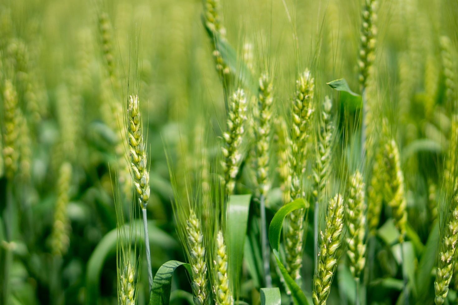 Sustentabilidade na agricultura: desafios e oportunidades